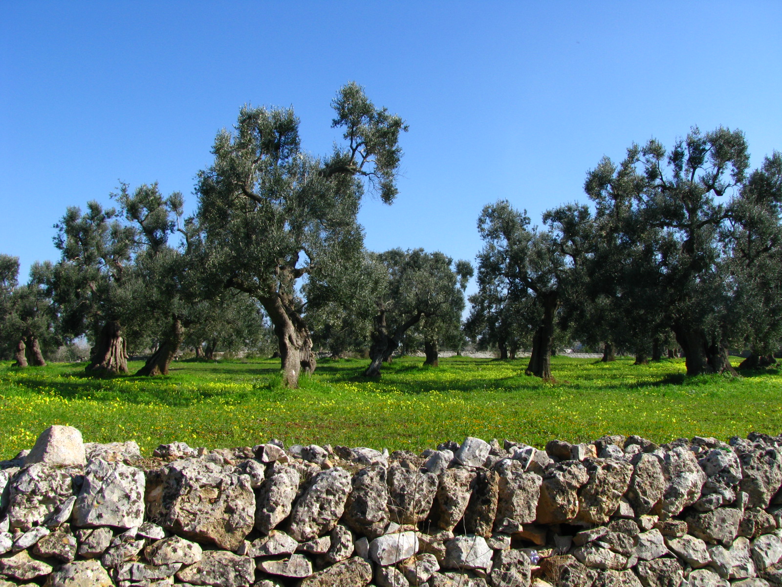 GIRO DELLA GRECIA SALENTINA